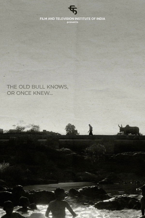 The Old Bull knows, or Once Knew