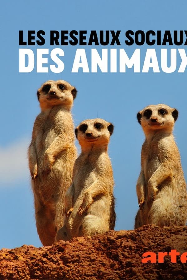 FR - Les réseaux sociaux des animaux