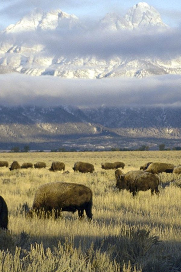 I grandi parchi americani – S01E05 – Yellowstone