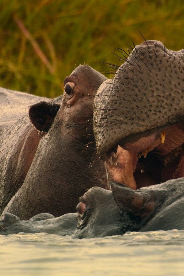 Big Beasts – S01E05 – Episodio 5