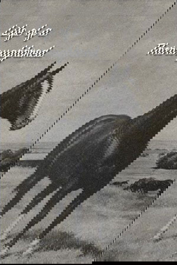 Life of a Thoroughbred poster