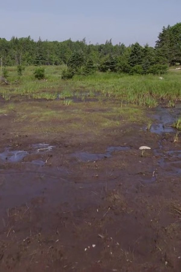 Oak Island e il tesoro maledetto – S11E12 – Episodio 12
