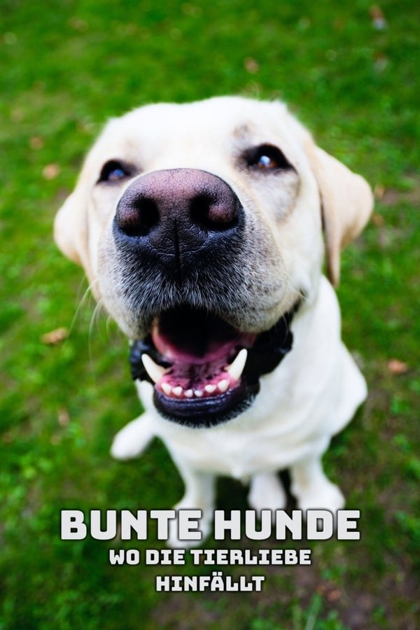 Bunte Hunde – Wo die Tierliebe hinfällt