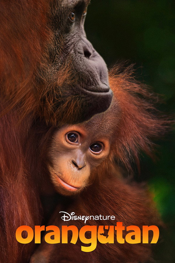 Orangutan [L]