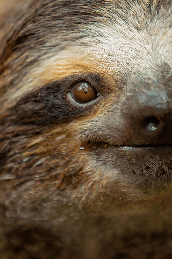 Underdogs: Coadjuvantes Selvagens