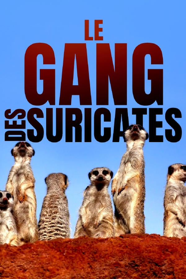 |FR| Le gang des suricates