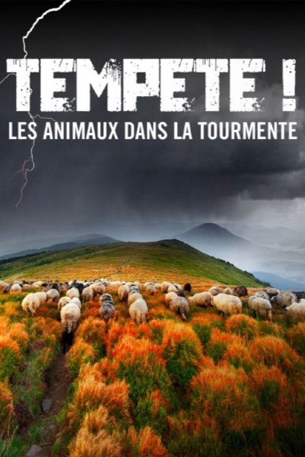 Violentes bourrasques, grêle, trombes d’eau, foudre… Les orages mettent les animaux et les plantes à rude épreuve. Alors que le changement climatique multiplie les épisodes météorologiques extrêmes, ce documentaire plonge au cœur d’une tempête, de l’atmosphère lourde et sèche qui la précède au déluge qui s’abat ensuite.