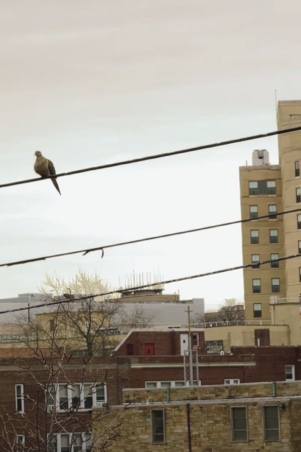 Bird on a Wire