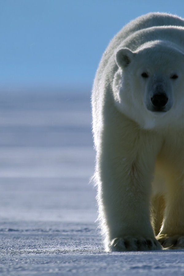 Animal: il meraviglioso regno animale – S02E03 – Gli orsi