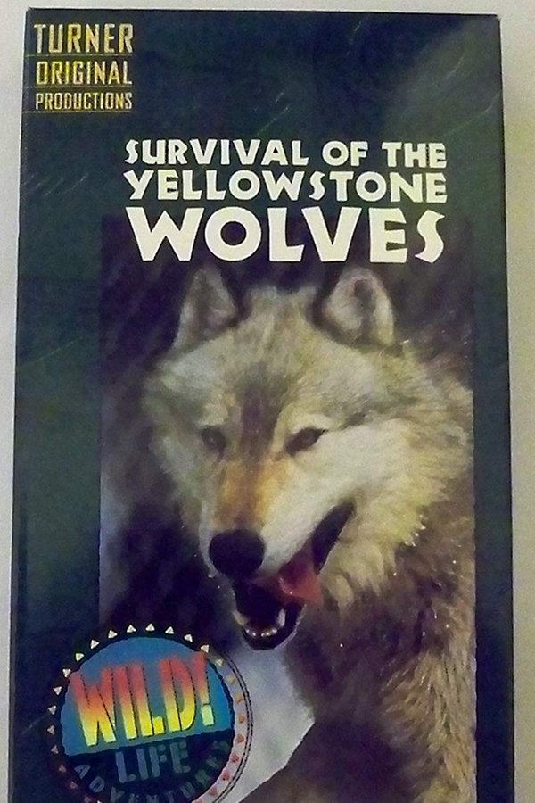Survival of the Yellowstone Wolves