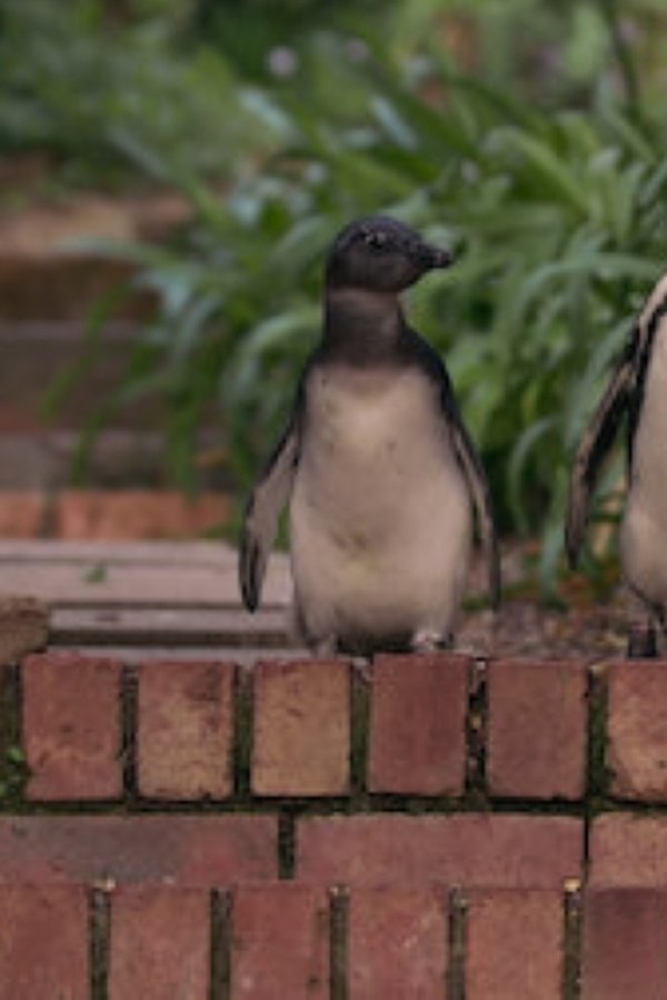Il villaggio dei pinguini – S01E07 – Lasciare il nido