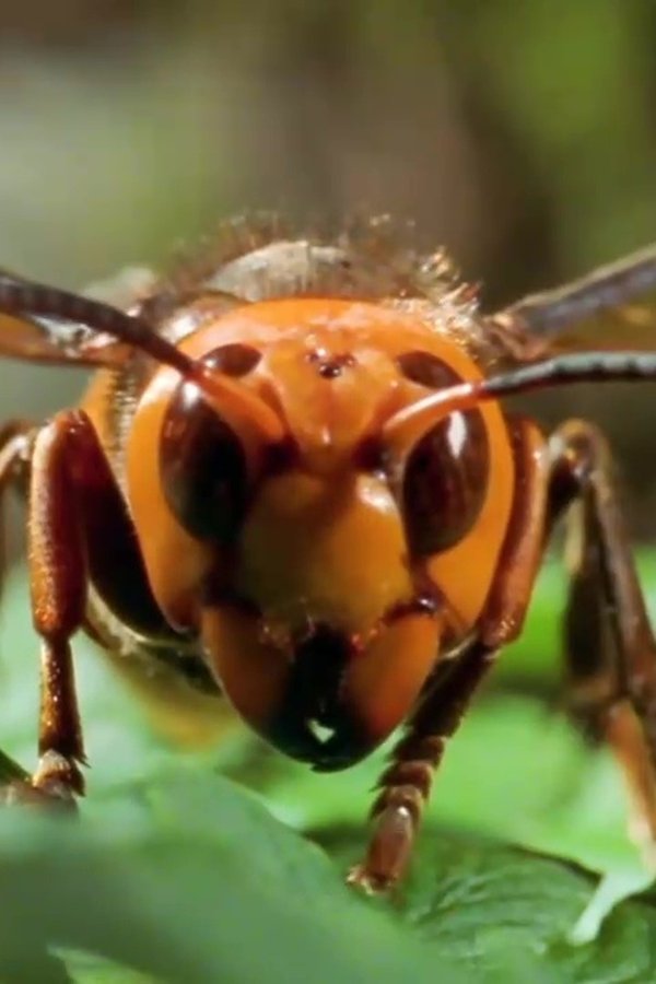 72 animali pericolosi: Asia – S01E11 – Grandi, striati e col becco!