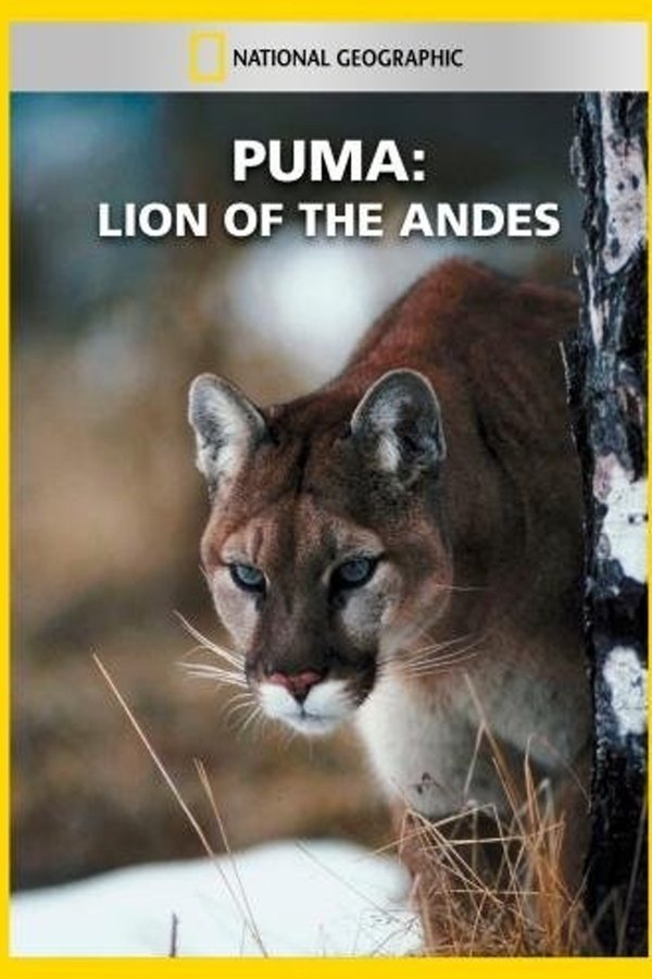 Puma: Lion of the Andes
