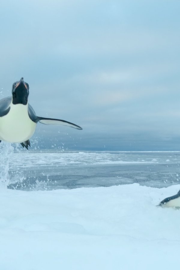 Oceani del mondo – S01E05 – Oceano Australe