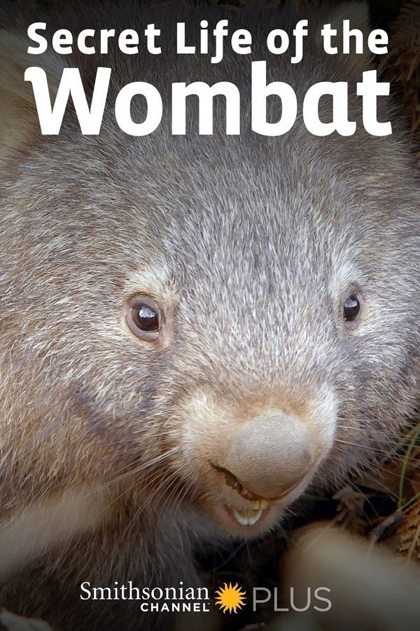 Secret Life of the Wombat