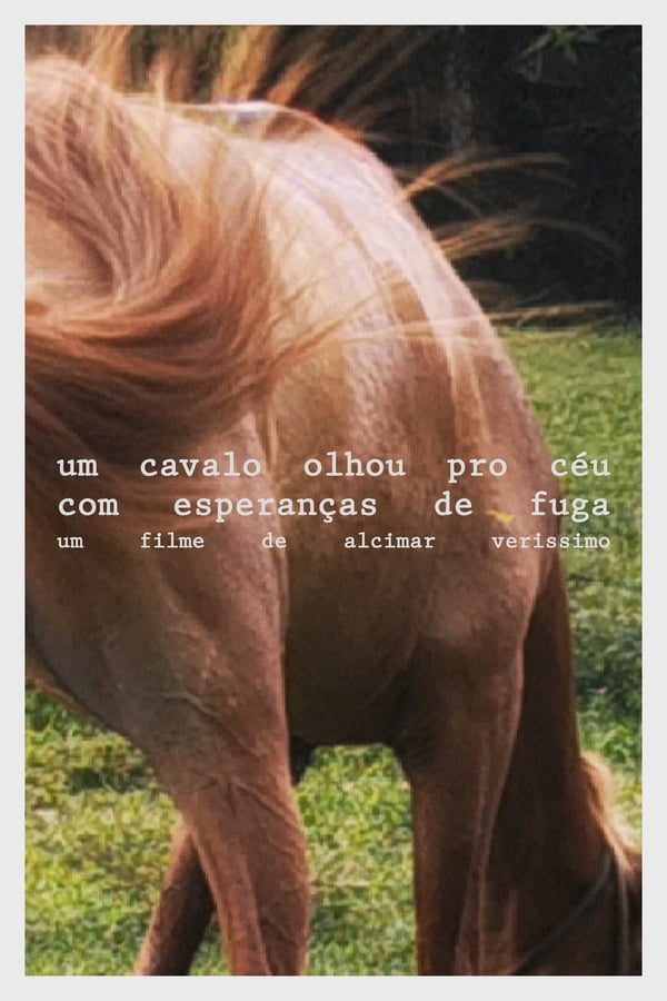 Um cavalo olhou pro céu com esperanças de fuga