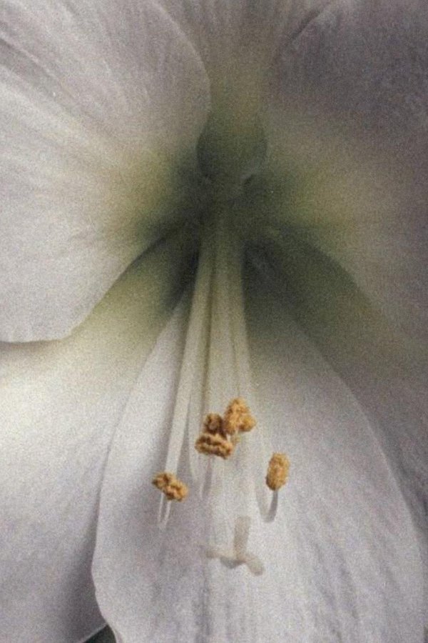 Amaryllis - A Study poster