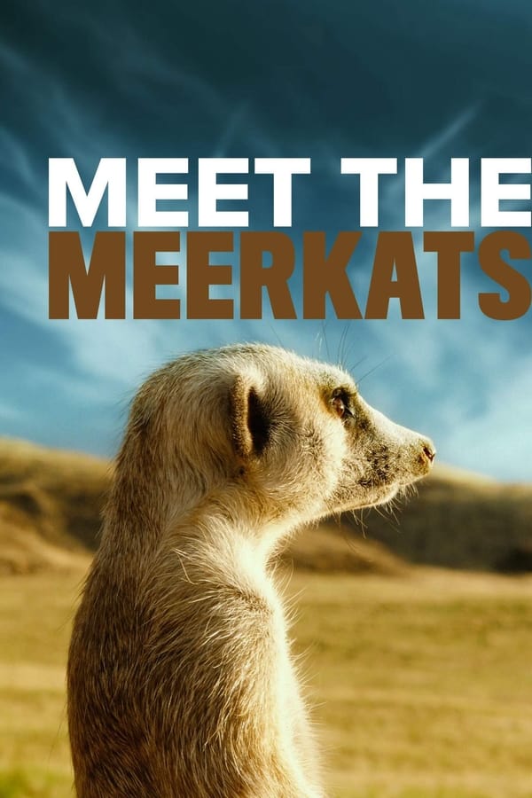 Meet The Meerkats