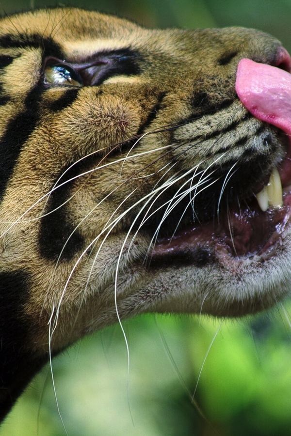 Animal: il meraviglioso regno animale – S01E01 – I grandi felini
