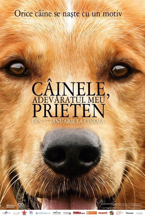 Câinele, adevăratul meu prieten