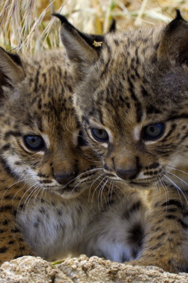 Selvagens por Natureza [L]