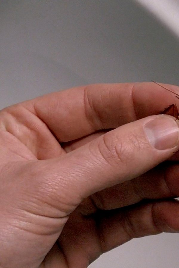 X-Files – S03E12 – Scarafaggi