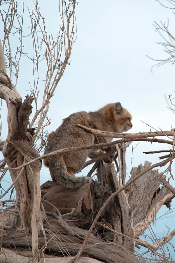 Iran’s Wild Side