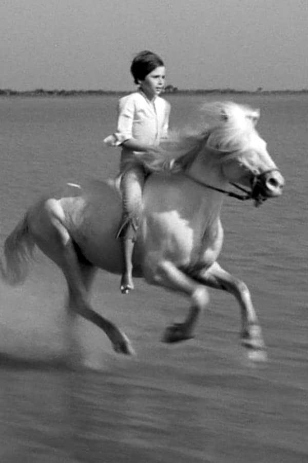 poster-do-filme-Crin blanc: Le cheval sauvage 
