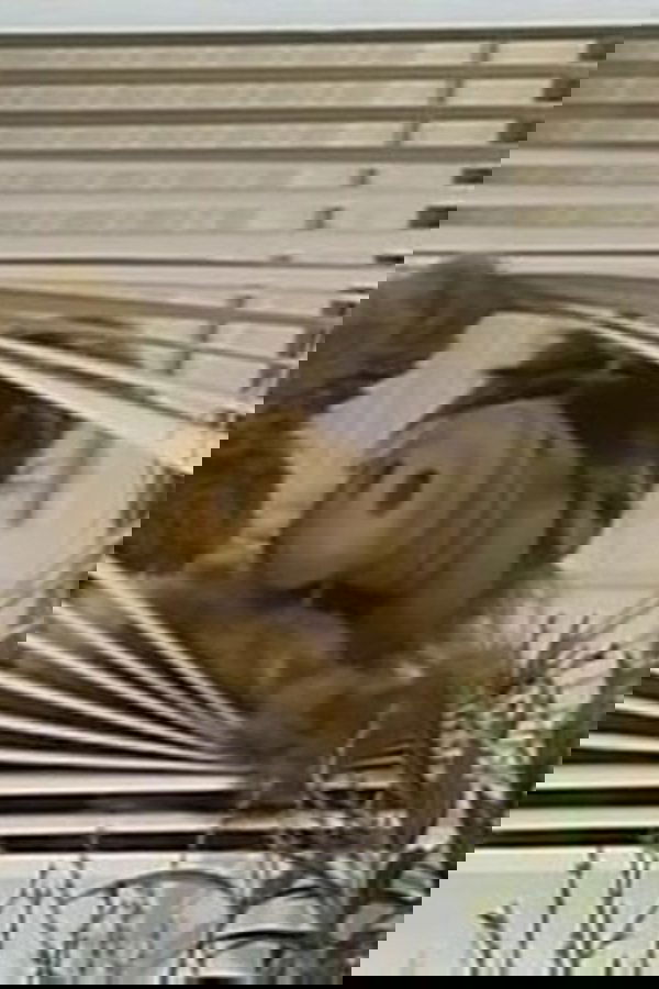 ALF – S01E01 – Benvenuto ALF