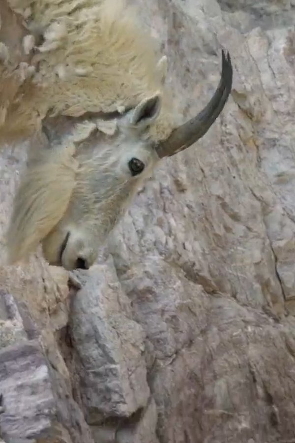 Bear Grylls: la legge del più forte – S01E01 – Episodio 1