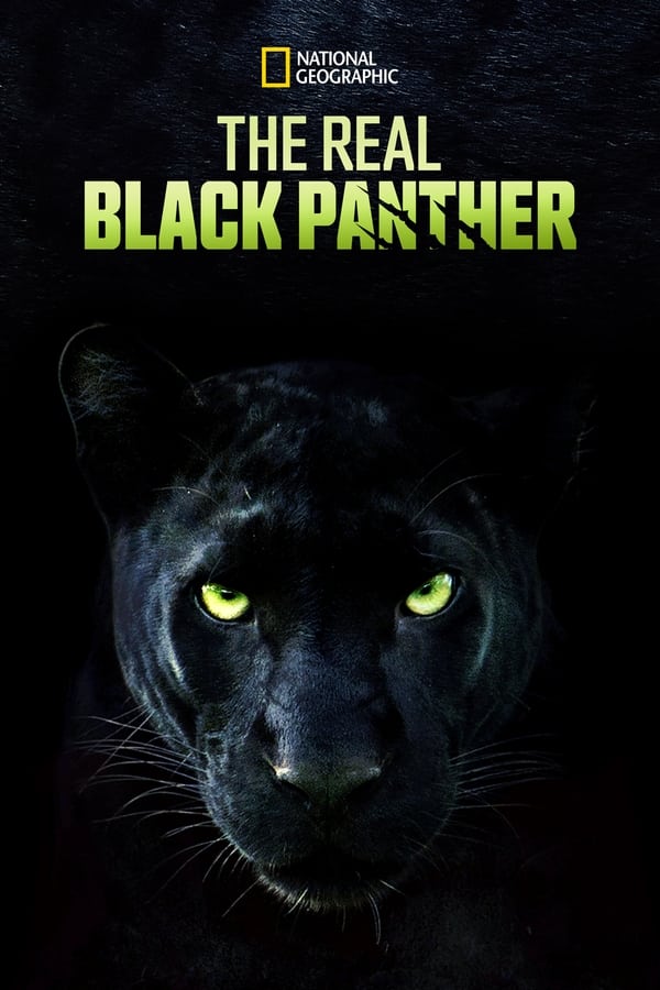 EN - The Real Black Panther (2020)