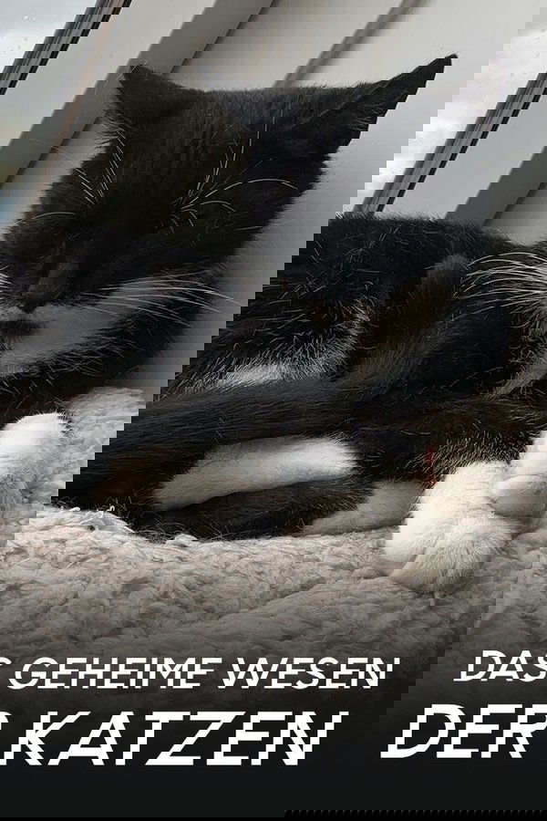 Das geheime Wesen der Katzen poster
