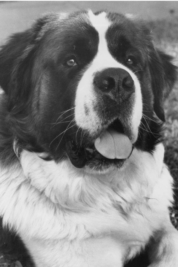 Chris the Dog's headshot