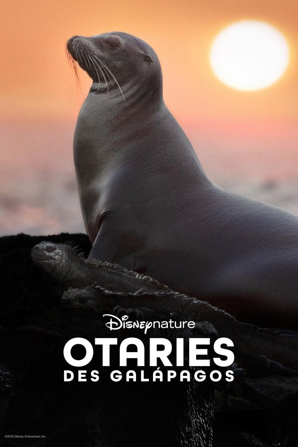 FR - Otaries des Galápagos (2025)