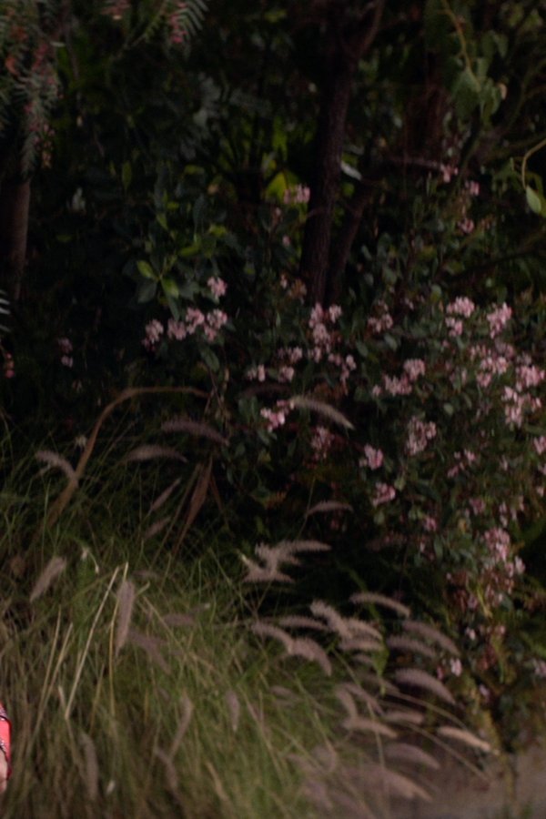 Animal Kingdom – S06E05 – Bramare