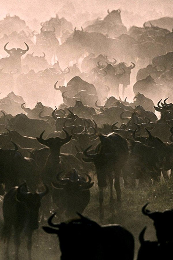 Gli spettacolari fenomeni della natura – S01E03 – La grande migrazione