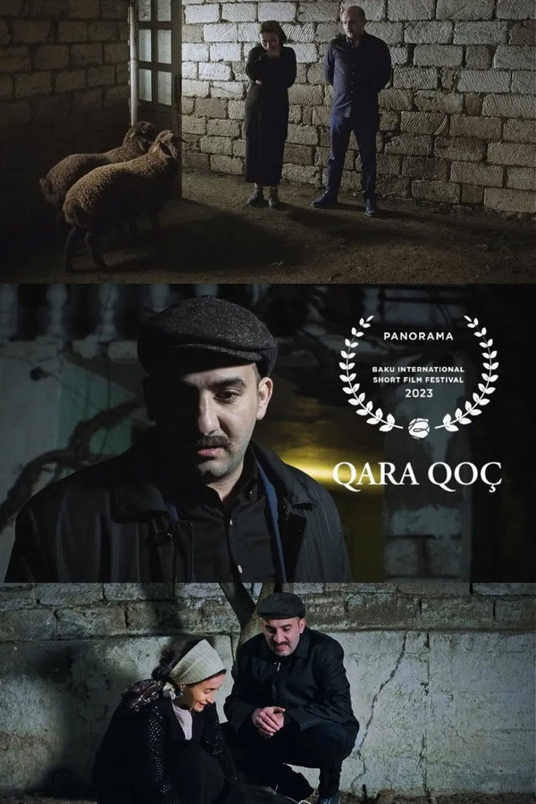 Qara Qoç