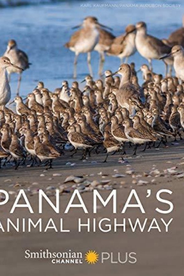 Panama’s Animal Highway
