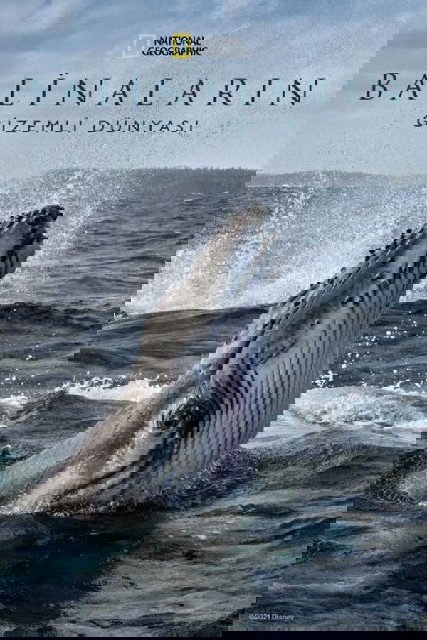 Balinaların Gizemli Dünyası