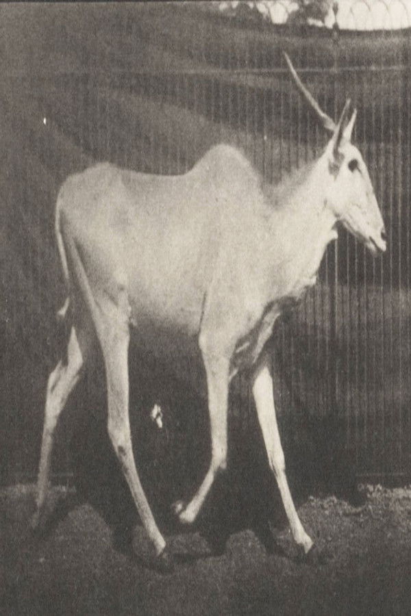 PT - Eland Trotting