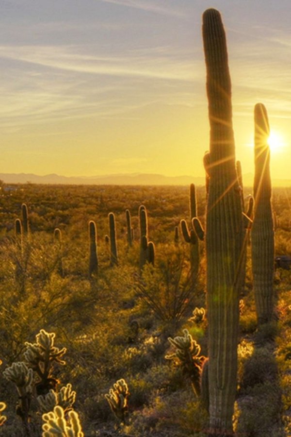 I grandi parchi americani – S01E06 – Saguaro