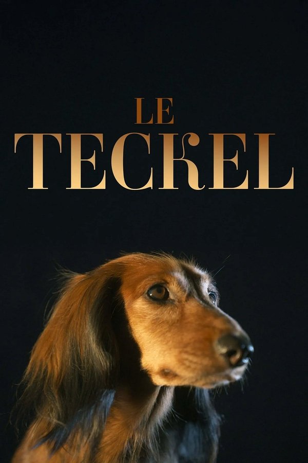 FR - Le teckel () 4KOTT
