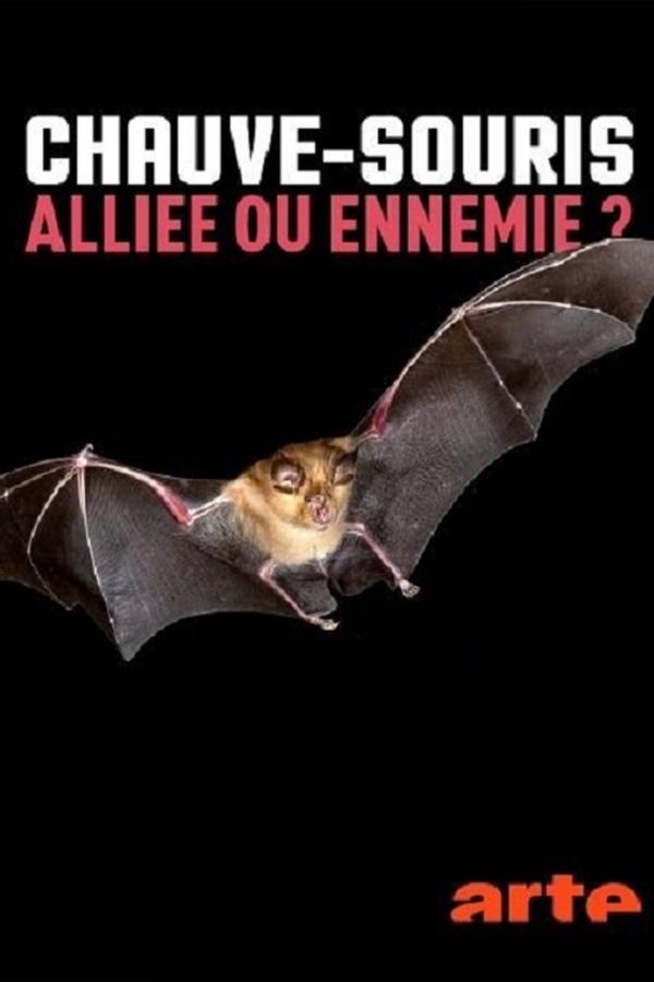 Chauve-souris: alliée ou ennemie? poster