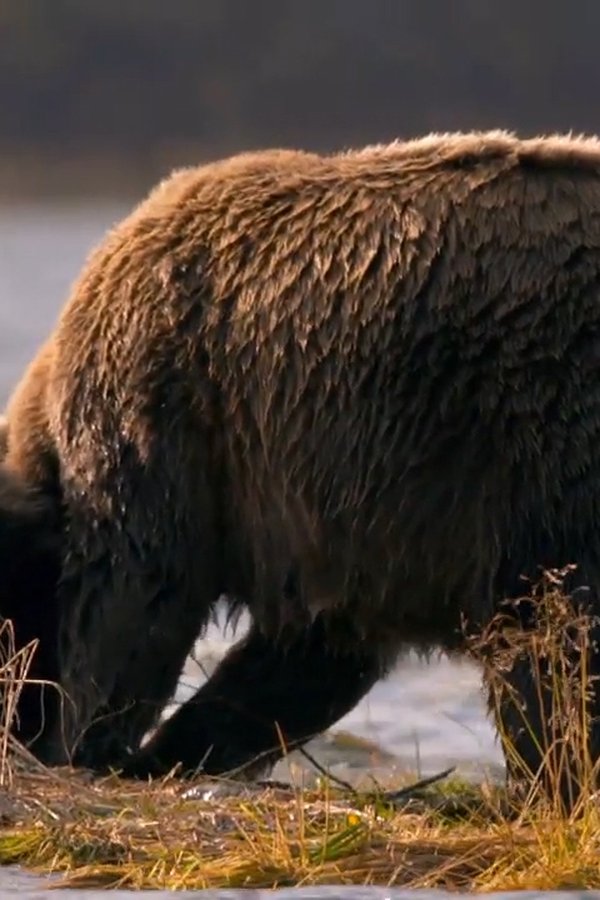 Alaska’s Grizzly Gauntlet – S01E01 – Episodio 1