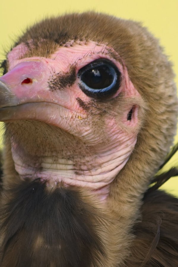 Animal: il meraviglioso regno animale – S02E02 – I rapaci