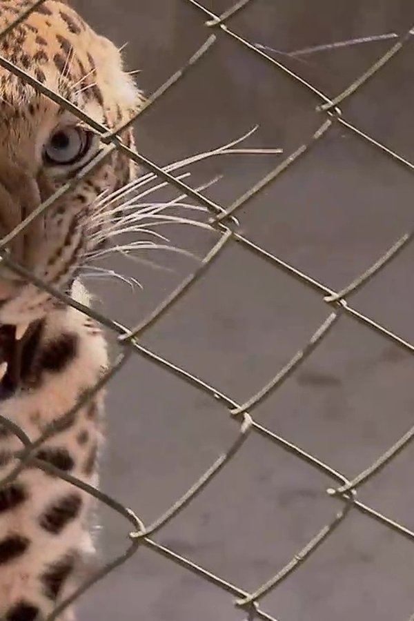 72 animali pericolosi: Asia – S01E01 – Il posto sbagliato al momento sbagliato