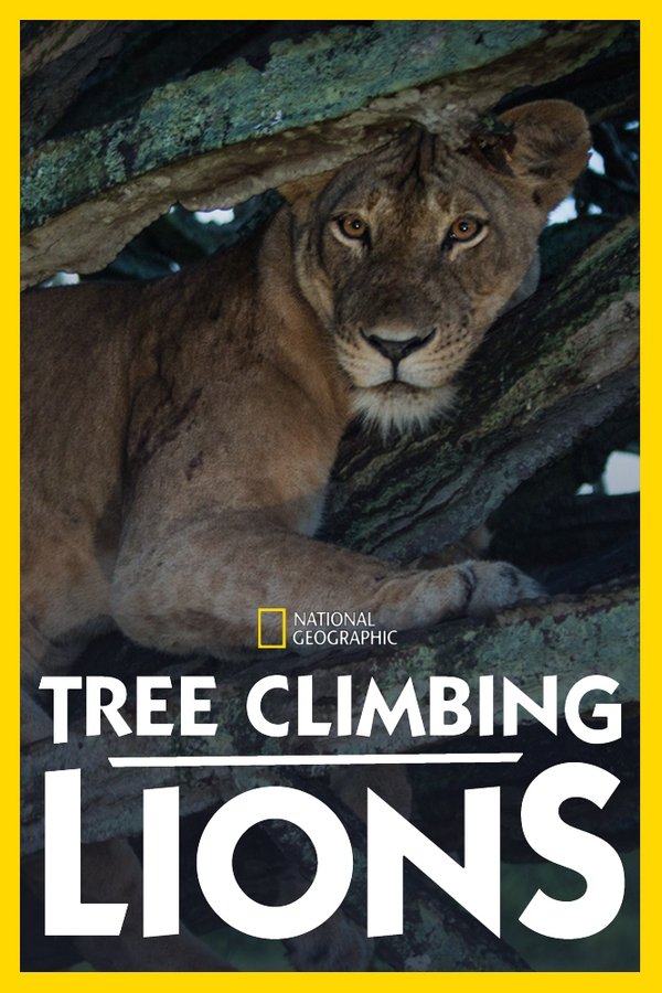 DS - Tree Climbing Lions - 2018