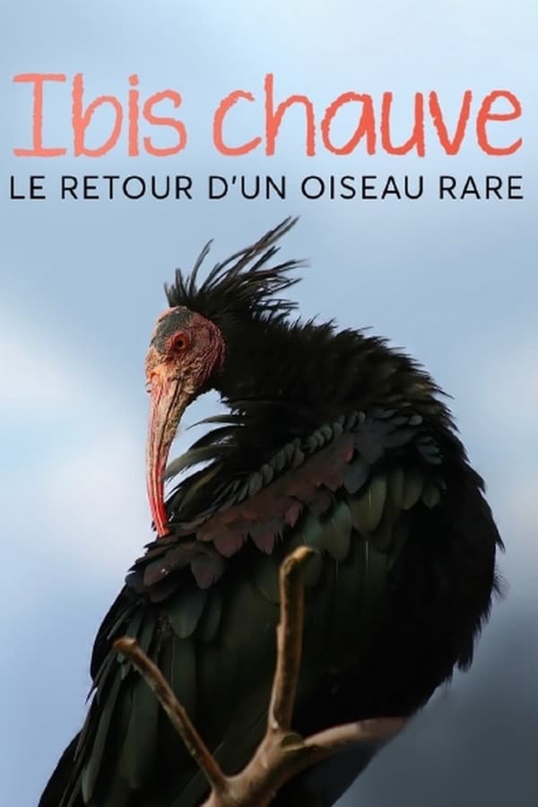 TVplus FR - Ibis chauve - Le retour d’un oiseau rare (2023)
