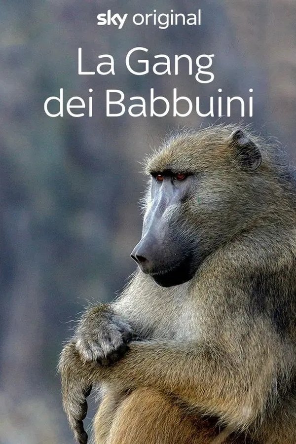 La gang dei Babbuini