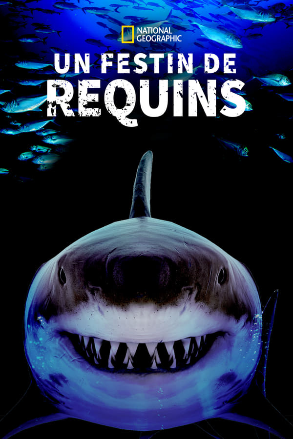 Un Festin de Requins